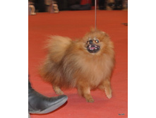 CACIB 24.11.12 138.jpg