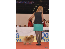 CACIB 24.11.12 142.jpg