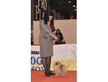 CACIB 24.11.12 152.jpg