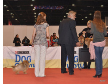 CACIB 24.11.12 161.jpg