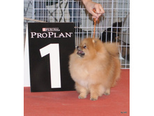 CACIB 24.11.12 173.jpg