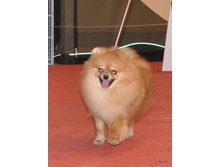 CACIB 24.11.12 176.jpg