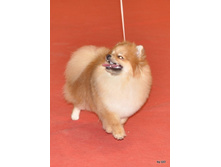 CACIB 24.11.12 177.jpg