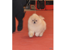 CACIB 24.11.12 193.jpg