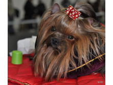 CACIB 24.11.12 014.jpg