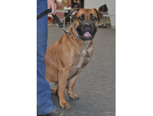CACIB 24.11.12 019.jpg