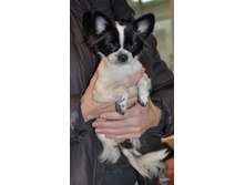 CACIB 24.11.12 062.jpg