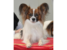 CACIB 24.11.12 071.jpg