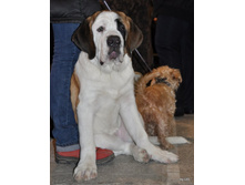 CACIB 24.11.12 076.jpg