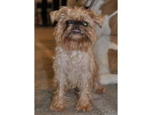 CACIB 24.11.12 078.jpg