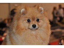 CACIB 24.11.12 088.jpg