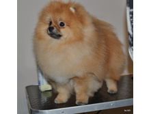 CACIB 24.11.12 090.jpg