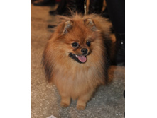 CACIB 24.11.12 131.jpg