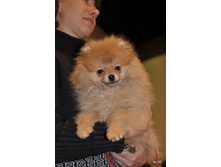 CACIB 24.11.12 140.jpg