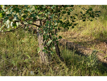 DSC03999_����� ������.JPG