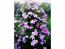 Comtesse de Bouchaud  6,12