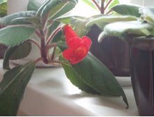 ������� �����