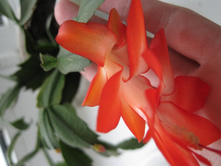 ��� ������