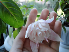 White King(�����).JPG