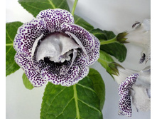 ������ �����.JPG