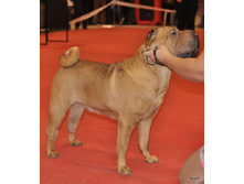 CACIB 25.11.12 002.jpg