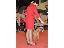 CACIB 25.11.12 004.jpg