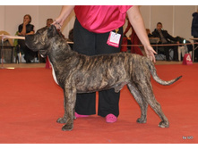 CACIB 25.11.12 005.jpg