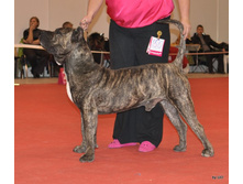 CACIB 25.11.12 006.jpg