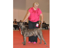 CACIB 25.11.12 007.jpg