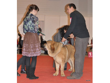 CACIB 25.11.12 009.jpg
