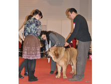 CACIB 25.11.12 010.jpg