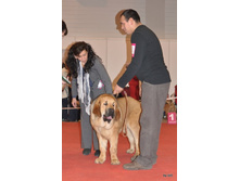 CACIB 25.11.12 011.jpg