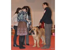 CACIB 25.11.12 012.jpg