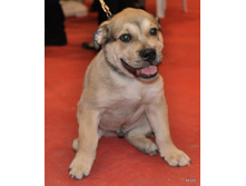 CACIB 25.11.12 013.jpg