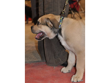CACIB 25.11.12 014.jpg