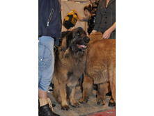 CACIB 25.11.12 022.jpg