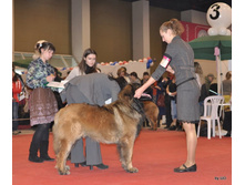CACIB 25.11.12 027.jpg