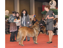 CACIB 25.11.12 028.jpg