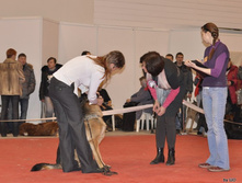 CACIB 25.11.12 029.jpg