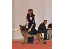 CACIB 25.11.12 030.jpg
