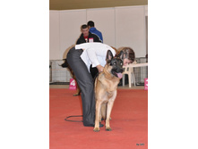 CACIB 25.11.12 031.jpg