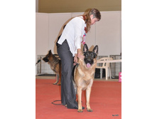 CACIB 25.11.12 035.jpg