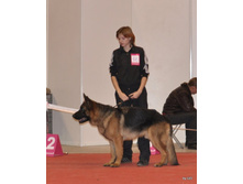 CACIB 25.11.12 036.jpg