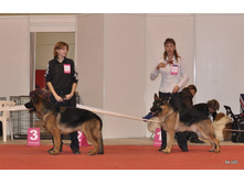 CACIB 25.11.12 040.jpg