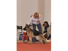 CACIB 25.11.12 046.jpg