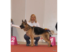 CACIB 25.11.12 047.jpg