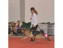 CACIB 25.11.12 050.jpg