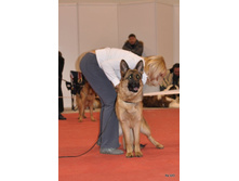 CACIB 25.11.12 051.jpg