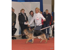 CACIB 25.11.12 055.jpg