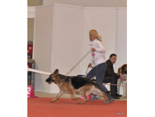 CACIB 25.11.12 057.jpg